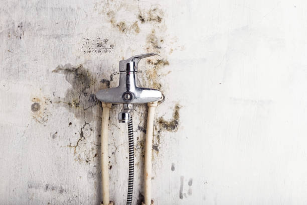 Best Affordable Mold Removal  in Huntington, VA