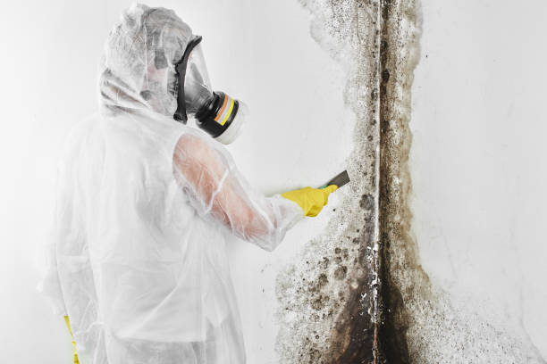 Best Best Mold Removal Companies  in Huntington, VA