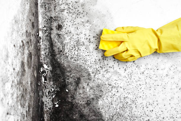 Huntington, VA Mold Removal Company