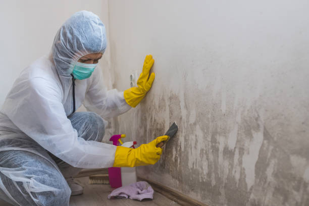 Best Black Mold Removal  in Huntington, VA