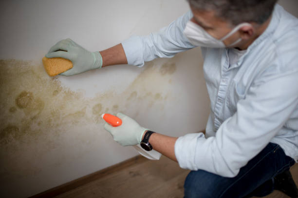 Best Mold Removal Company Near Me  in Huntington, VA