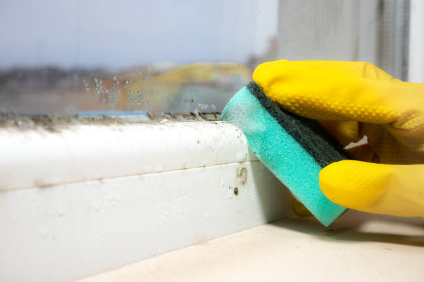 Best Local Mold Removal Service  in Huntington, VA