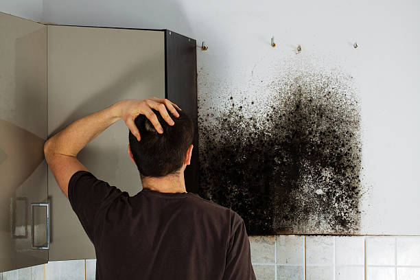 Attic Mold Removal in Huntington, VA