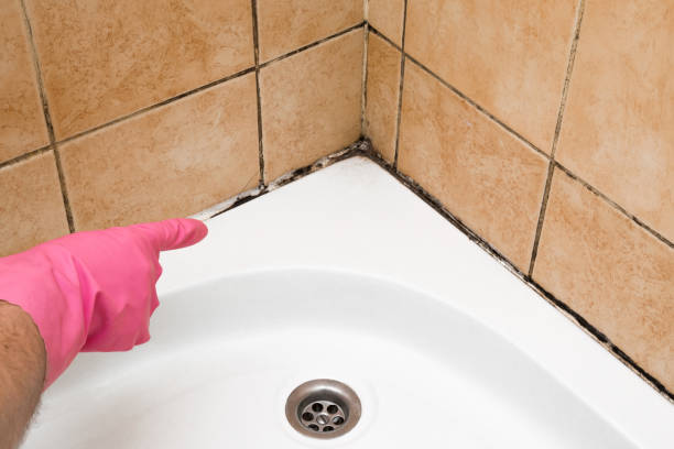 Best Mold Removal Near Me  in Huntington, VA
